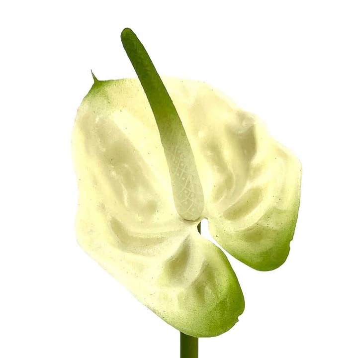 Aguilar Málaga - Wholesale Kunstbloemen - Anturium doek, crème, 42 cm (10 stuks)0