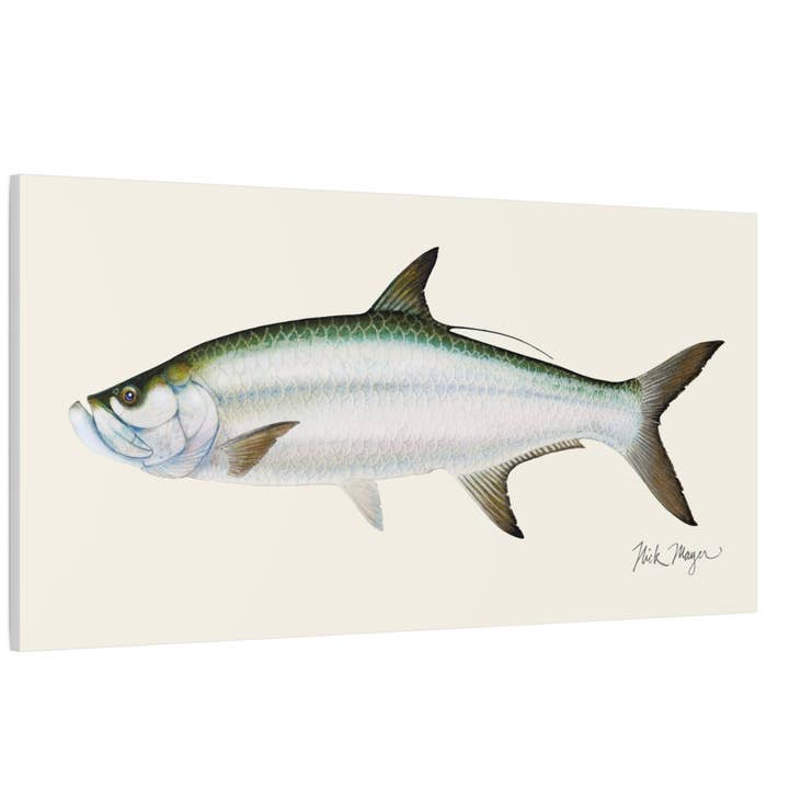Impression sur toile de tarpon pour la vente par Nick Mayer Art
