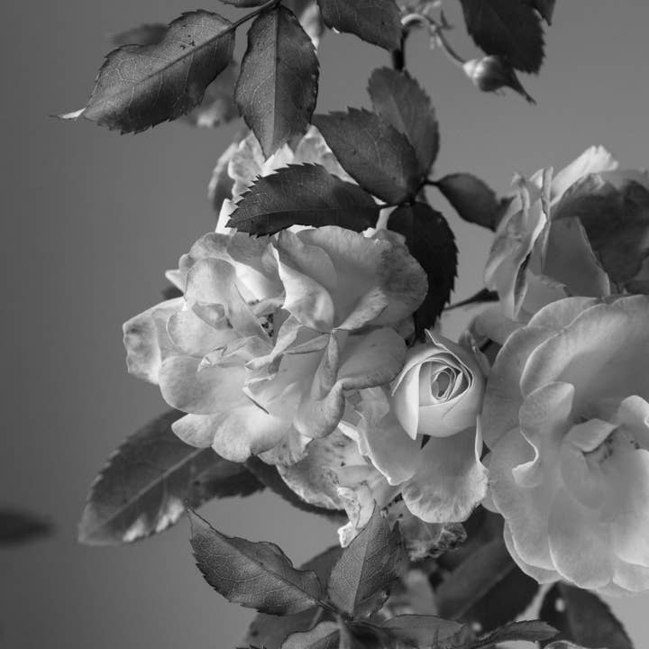 MIZU - Vente Huile parfumée - Huile de parfum botanique FLORAL DELUSION1