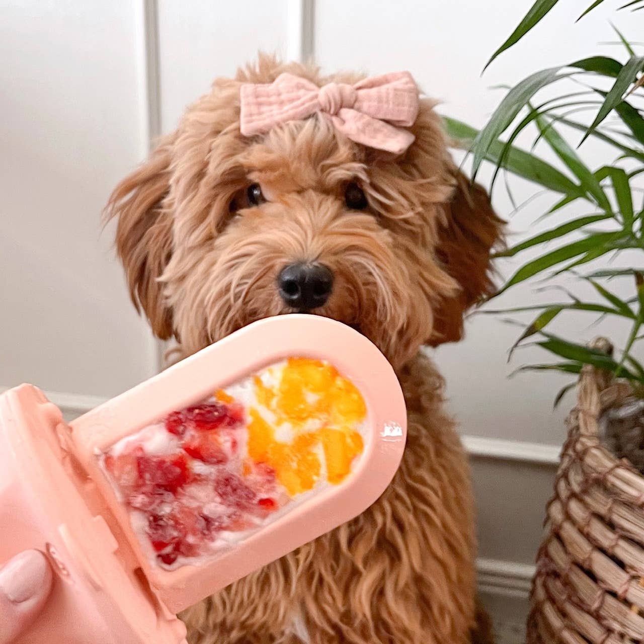 Diggs - Wholesale Pet Chew Toy - Dog - Groov Crate Training Aid6