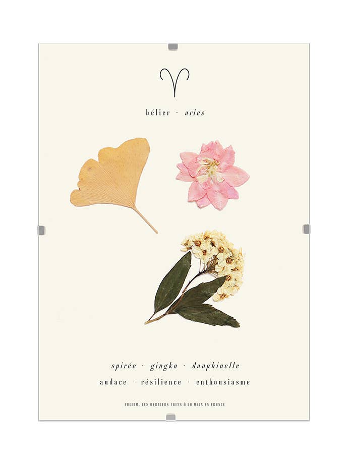 Herbariet af Vædderen for engroshandel hos Folium - Maison Botanique