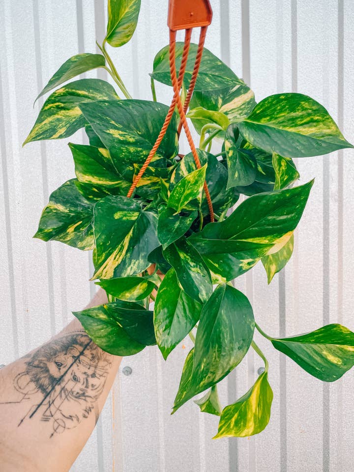 6" Pothos 'Golden Hi Color' (Hanging Basket) for wholesale by BWH Plant Co