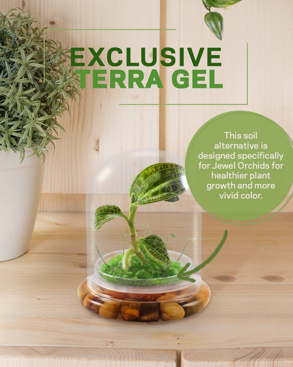 bloomify – Planta viva por atacado – Jewel Orchid Terrarium, Macodes Petola, Grande Presente Único, Garantia de Crescimento 100%6