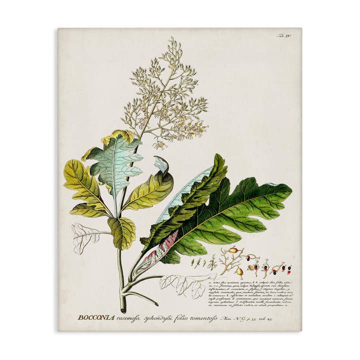 Stupell Industries – wholesale Wall sign – Vintage Botanical Plant Illustration - Unframed Wall Art5