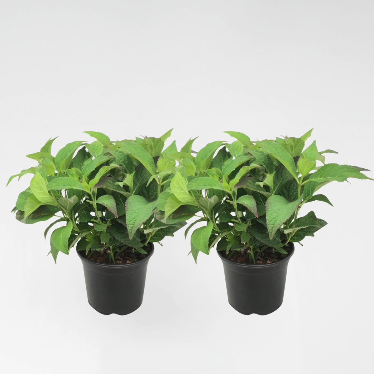 Oasis of Life - Wholesale Live Plant - Hydrangea Hortensia – 2 plants Hydrangea serrata 'Summerglow' – Hardy garden hydrangea with blue or pink flowers – For bed, balcony & pot – Height 25–40cm – Ø19cm0