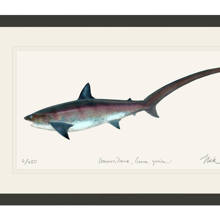 Thresher Shark Limited Edition Print for wholesale by Nick Mayer Art