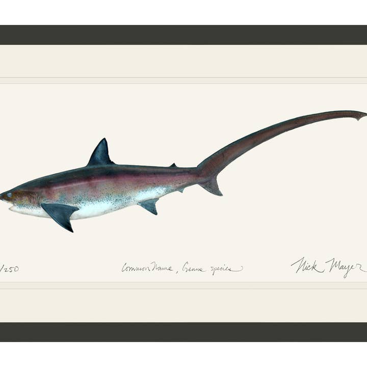 Thresherhai Limited Edition Druck für den Großhandel von Nick Mayer Art