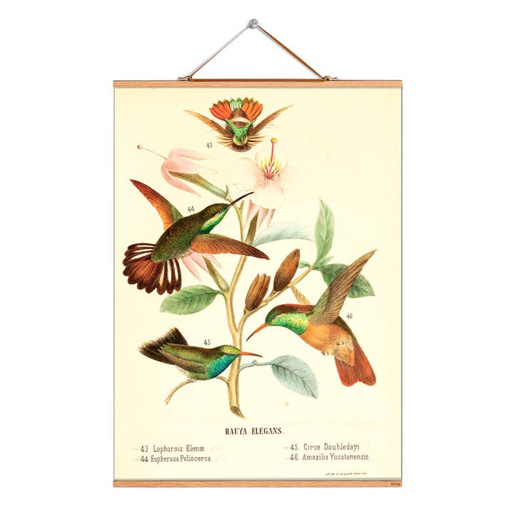 Rulla bild illustration # 068/Växter/Elegans & kolibrier för wholesale av Eicie