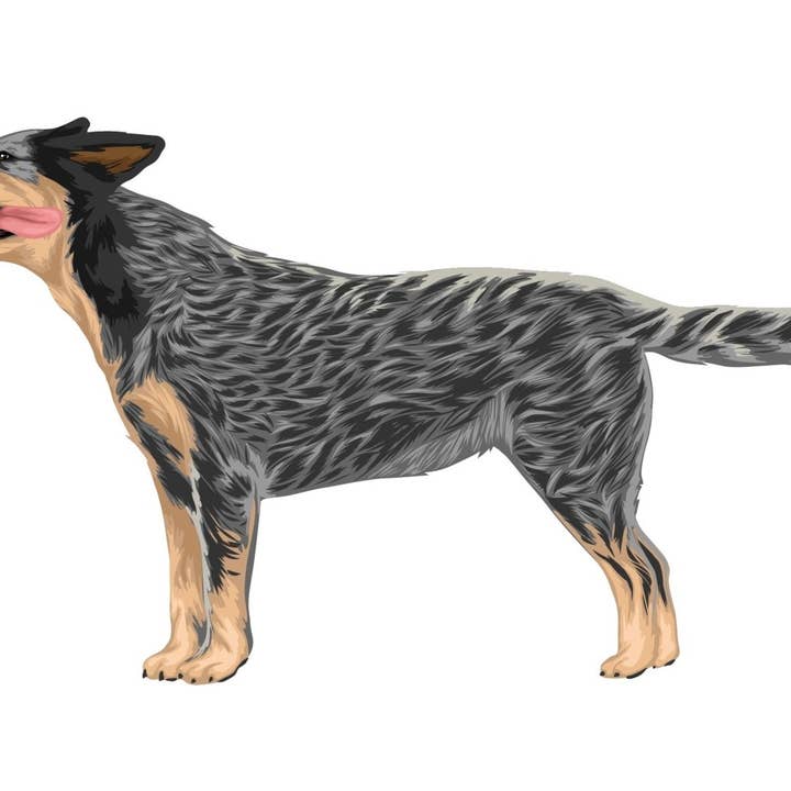 Australian Cattle Dog Decals for wholesale by Cover-Alls Decals