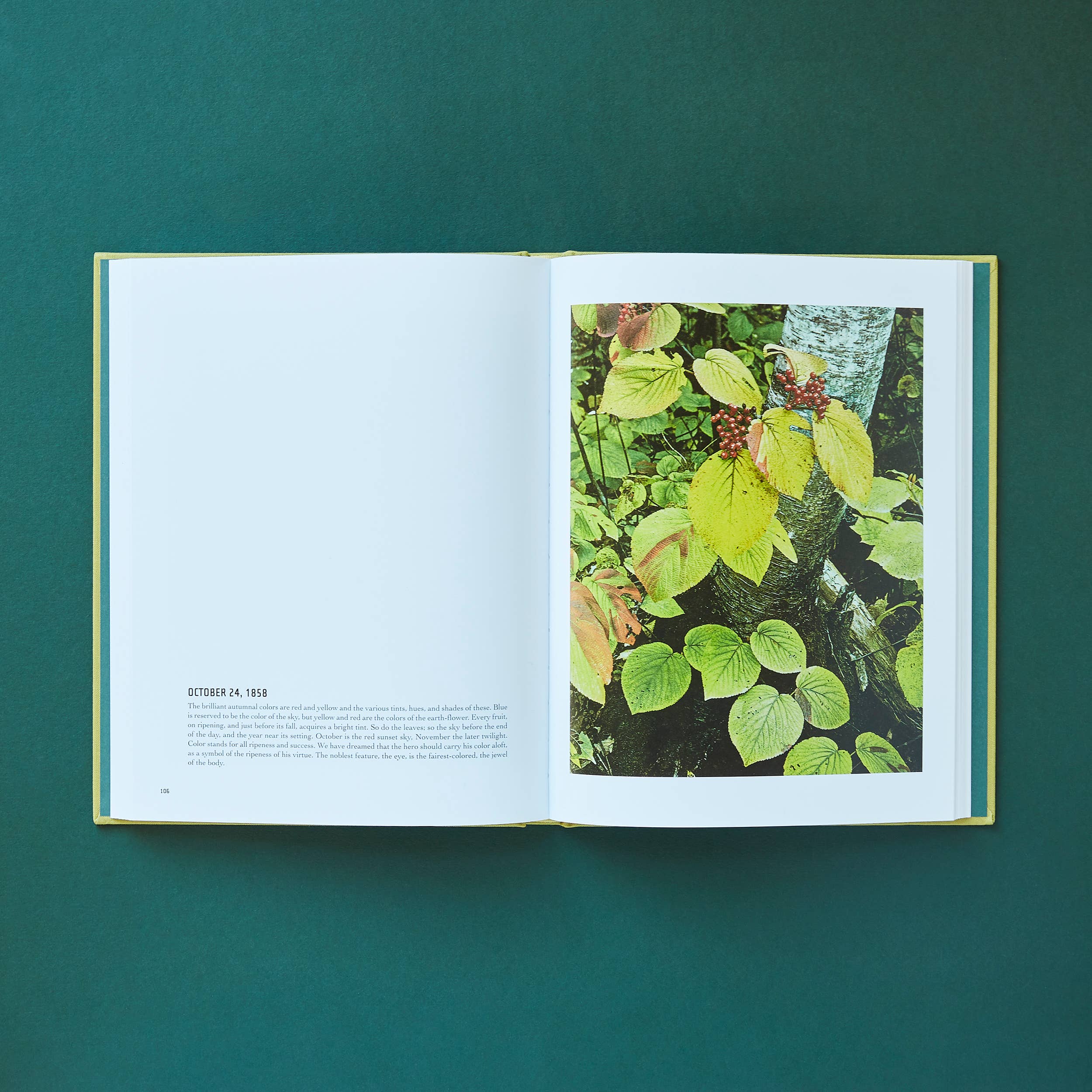 Chronicle Books - Wholesale Display Book - In Wildness6