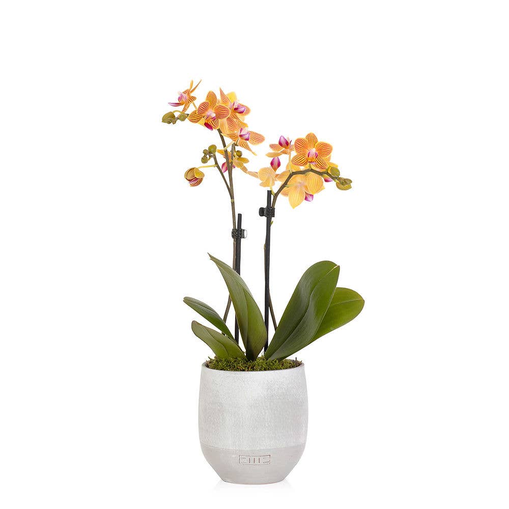 The Little Botanical – wholesale Live plant – Living Orchid moss in a concrete ceramic planter2