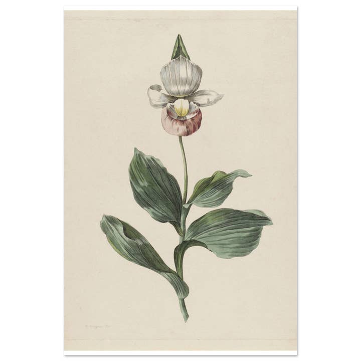 Maison de Paloma - Wholesale Art Print - Botanic garden23