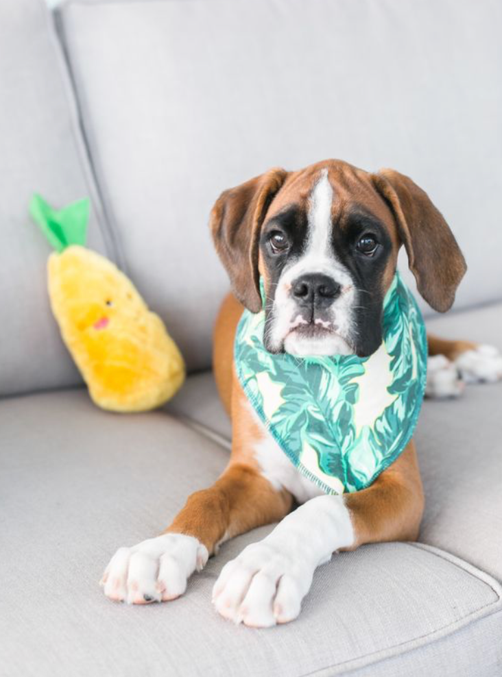 ZippyPaws - Vente Peluche – chien - NomNomz® - Pineapple - Jouet pour chien6