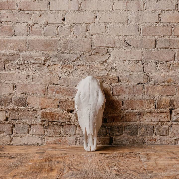 Cow Skull for wholesale by House Parts, Inc.