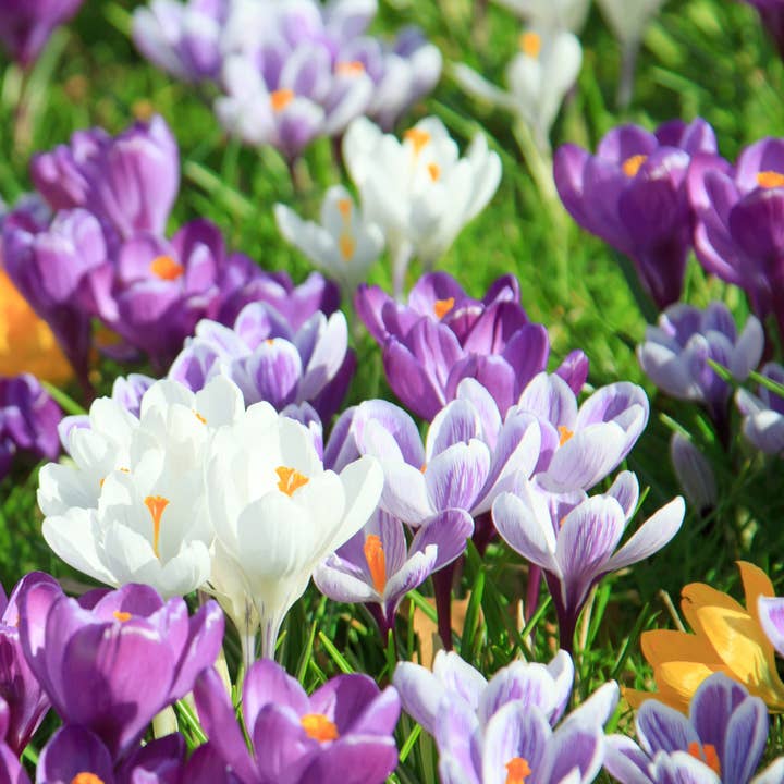 Thorsen's Greenhouse - Wholesale Live Plant - Crocus Bulbs - Large Flowering Mix - Perennial4