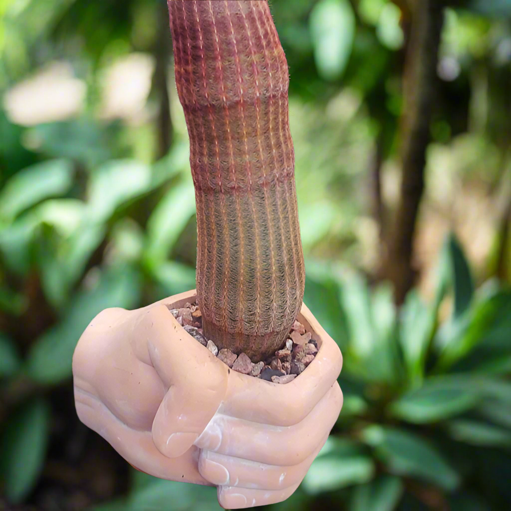 Simply Supplied Co - Venta al por mayor Macetas - Maceta de Barro Terracota Moderna Hecha a Mano | Regalo Bohemio | Divertido, Lindo6