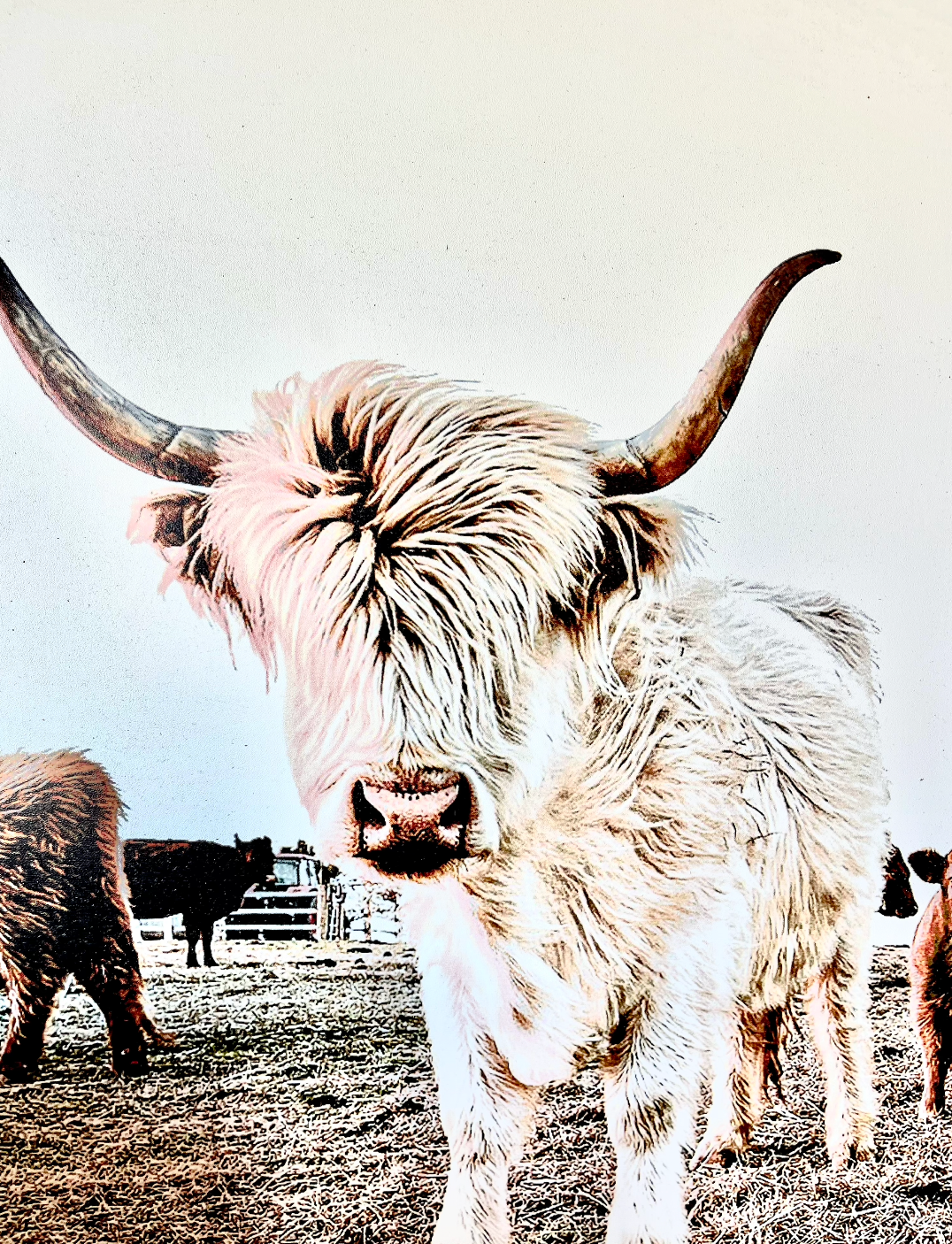 Simply Stained Shop - Wholesale Sign - Denarys and calves Black White Highland Cow2