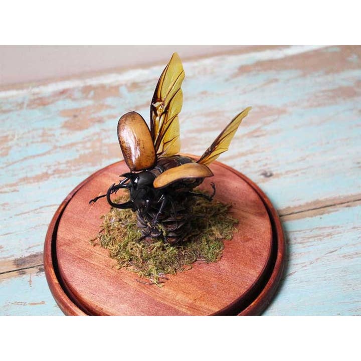 Newman Art Designs - Wholesale Decorative Figurine - 5 horned rhinoceros beetle in a dome