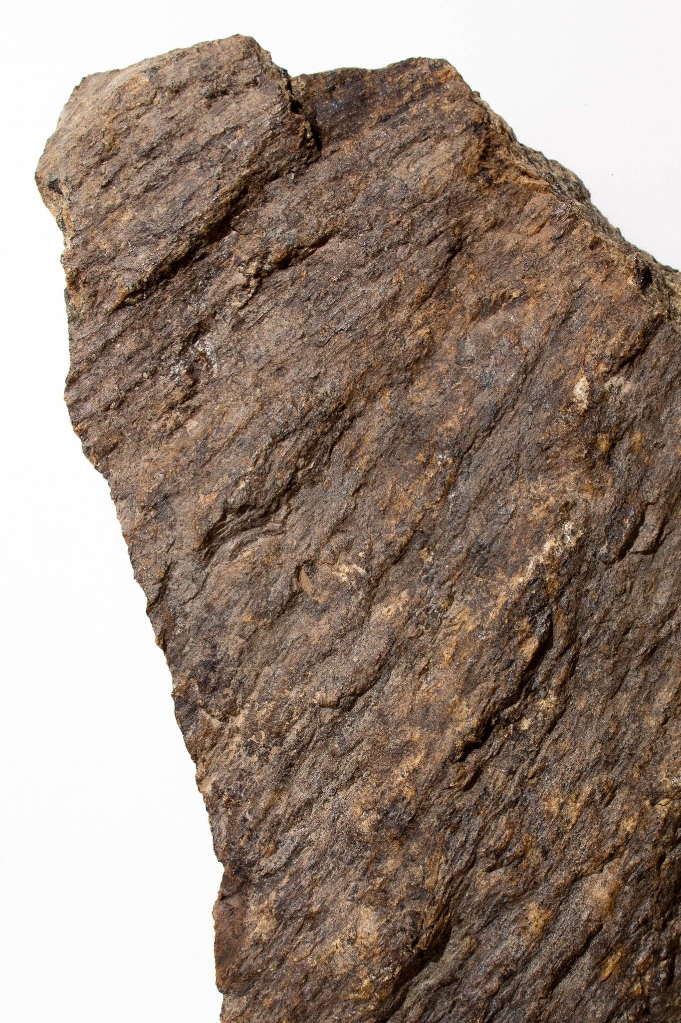 Stemcell Science Shop – wholesale Decorative tabletop object – Shatter Cone3