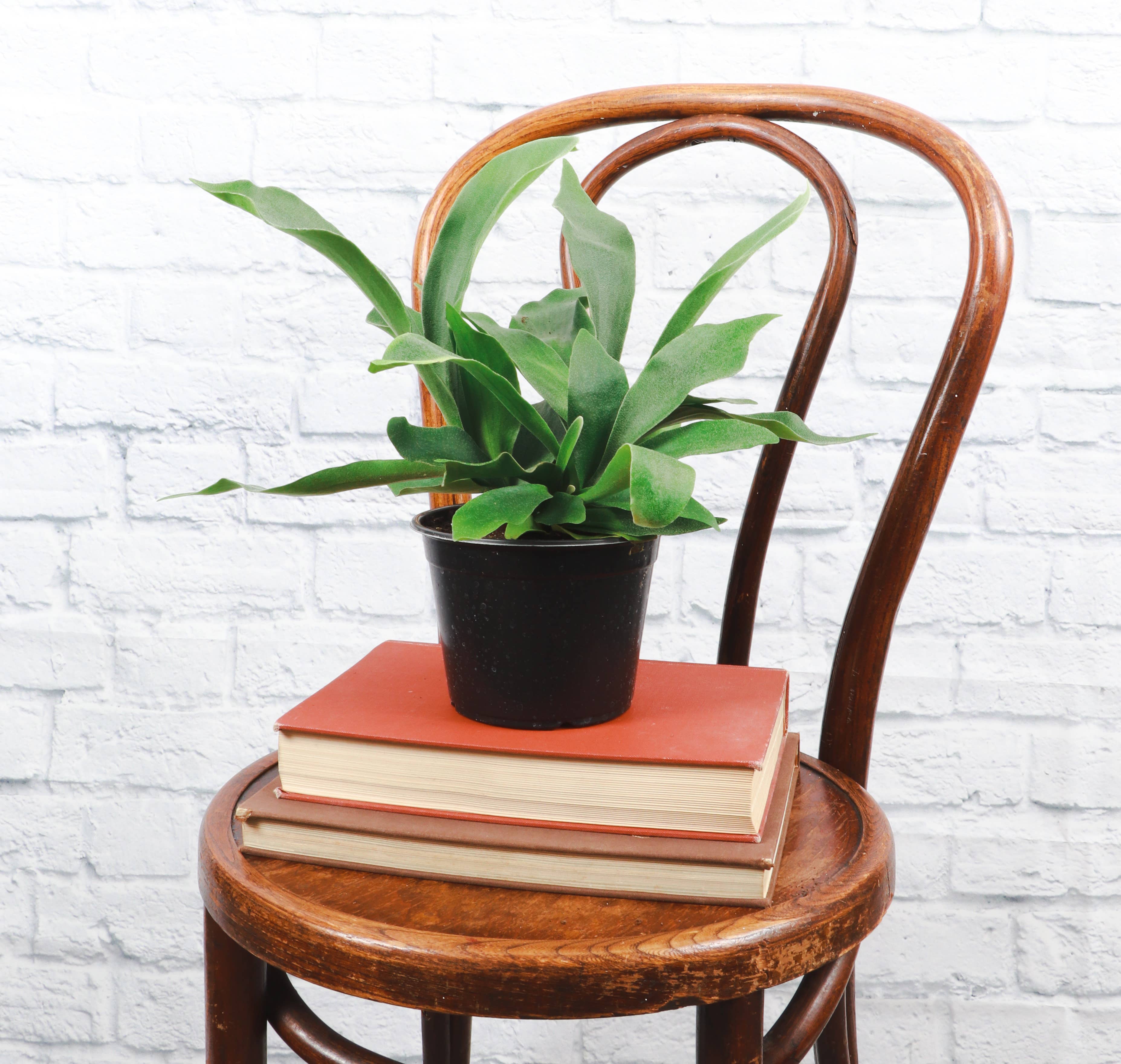 Thorsen's Greenhouse - Wholesale Live Plant - Staghorn Fern - Live Plant7