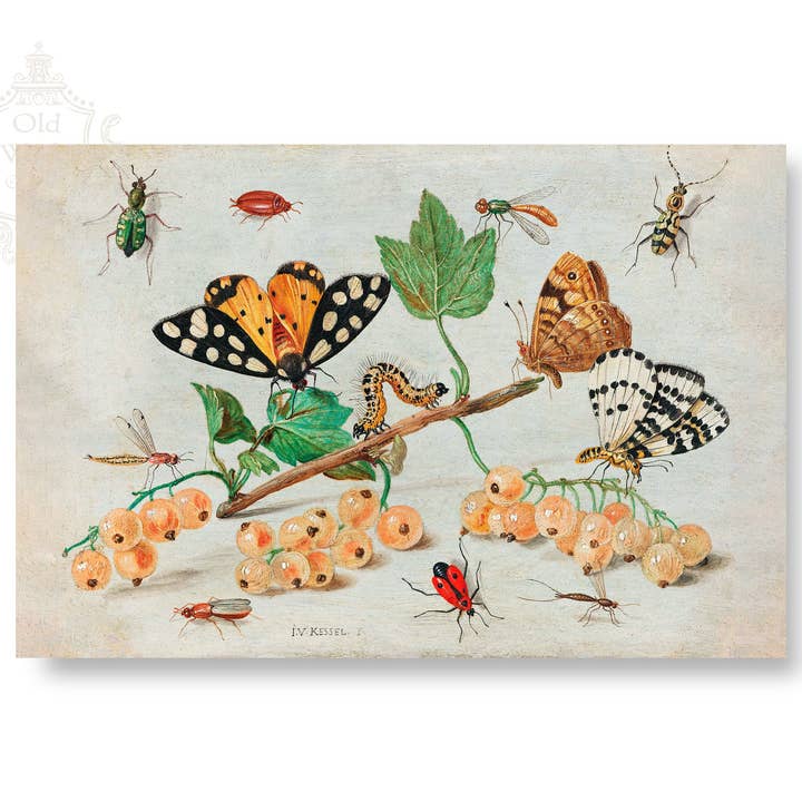 Insects & Fruit Print for wholesale by Old World Art Co.