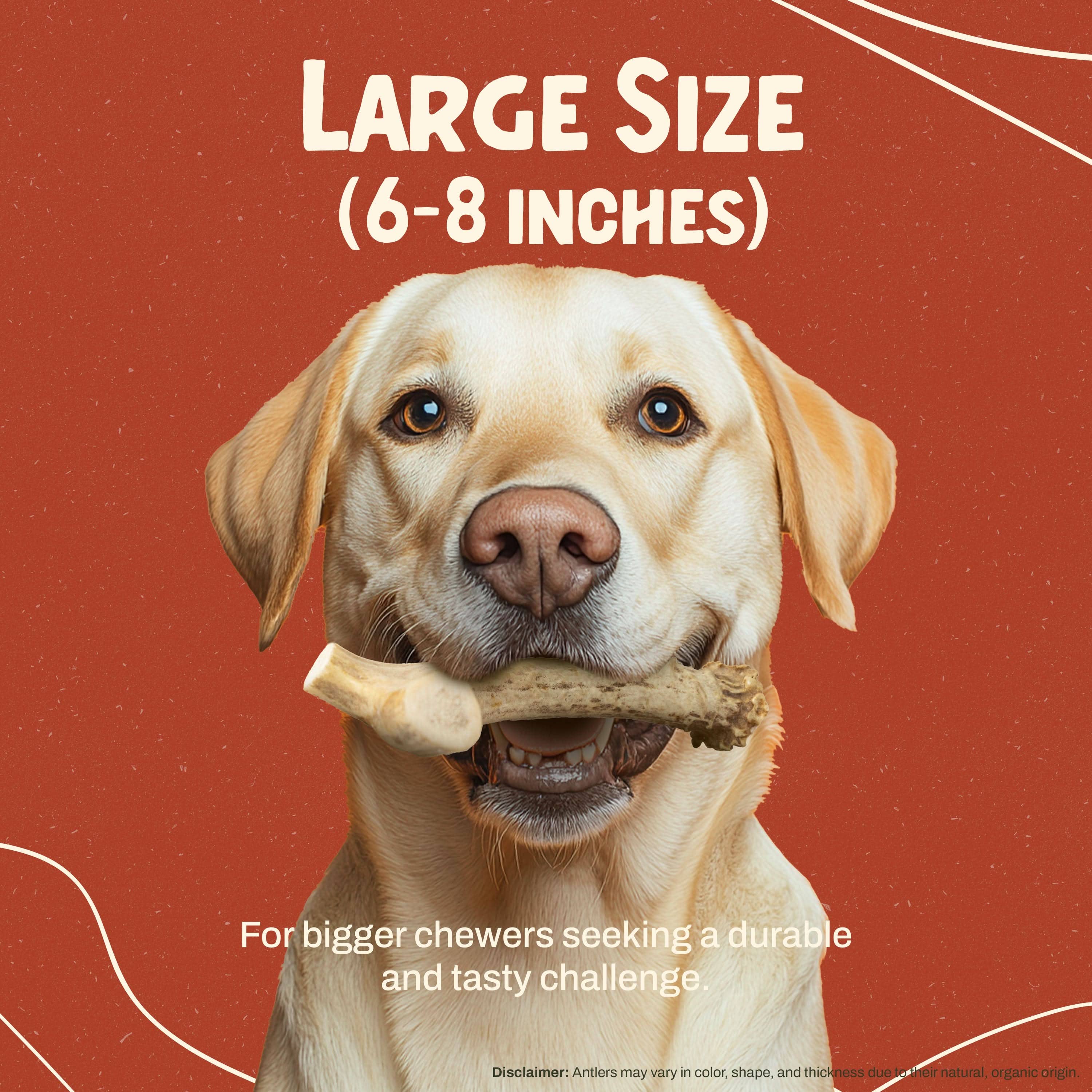 Heartland Antlers - Wholesale Pet Chew Toy - Dog - Deer Antler Chew - Large (45-65 lbs)2