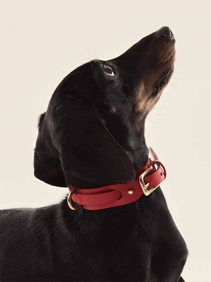 Dog collar · Red for wholesale by INDÓMITO