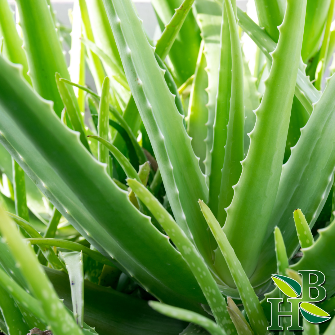 Herb To Body - Wholesale Herbs - Aloe Vera Leaf Powder2