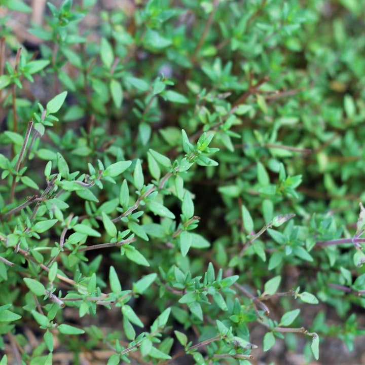 Tomilho Biológico, Thymus vulgaris, Herbácea Cultivada Sustentável por atacado de Little Piece of Paradise Farm Inc.