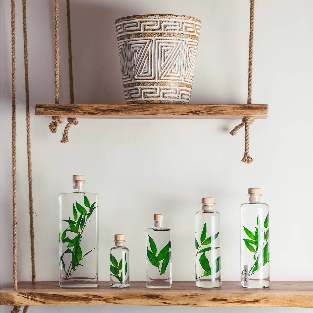 Theophile Berthon - Vente Plante - L'Herbarium Ruscus vert - plante immergée8