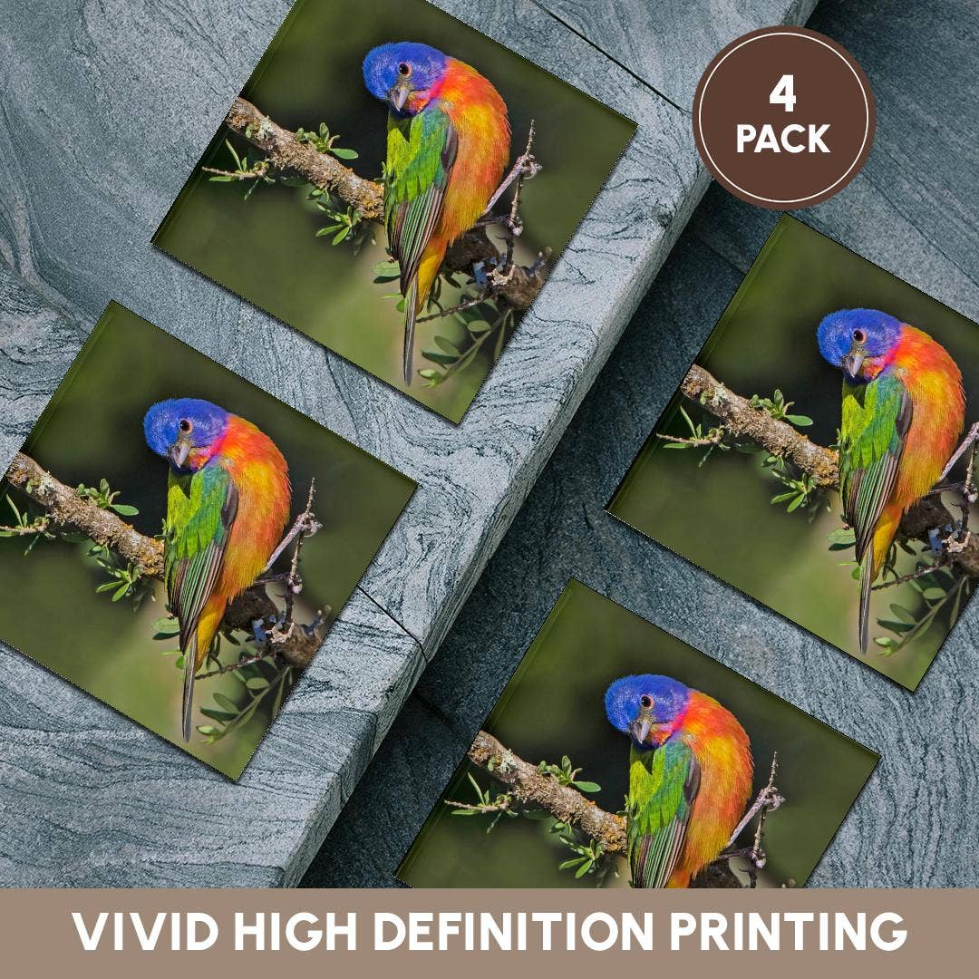 3dRose - Wholesale Coasters - 3dRose, Painted bunting foraging in brush country near the Rio Grande, Texas., Coaster5