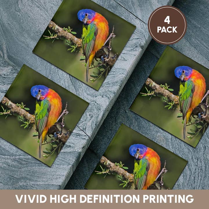 3dRose - Wholesale Coasters - 3dRose, Painted bunting foraging in brush country near the Rio Grande, Texas., Coaster5