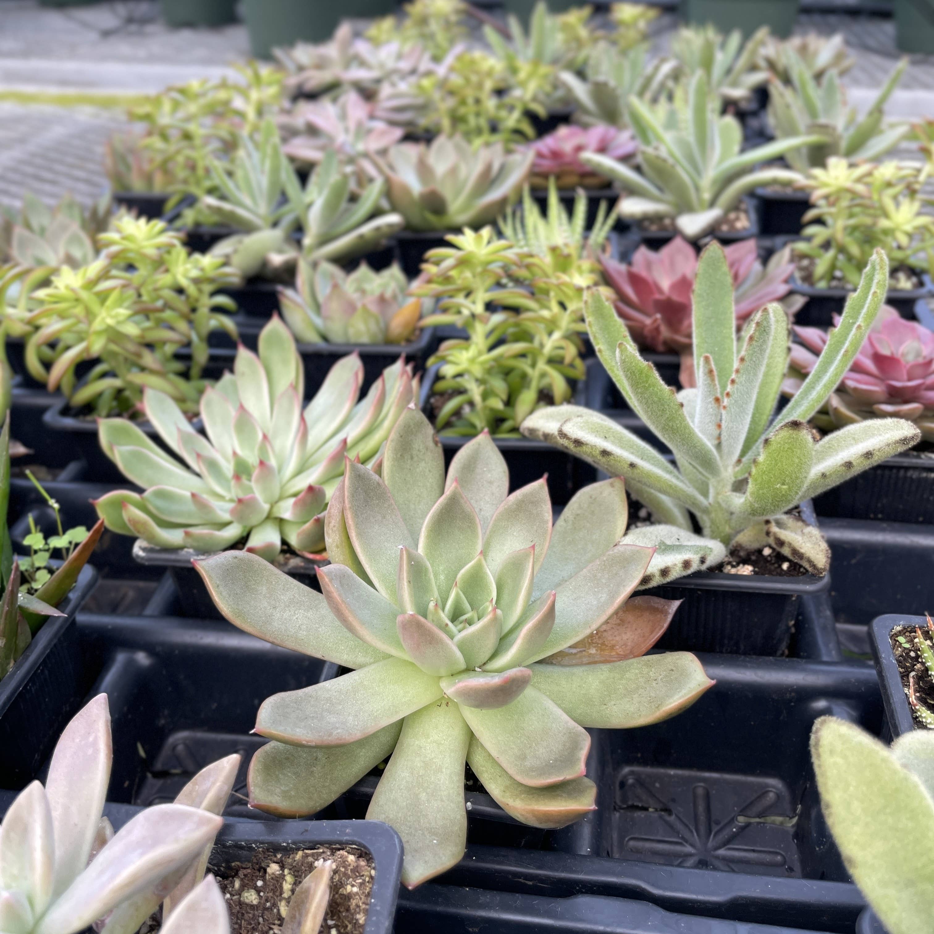 Thorsen's Greenhouse - Vente Plante - Plante Grasse Variée - Plante Vivante11