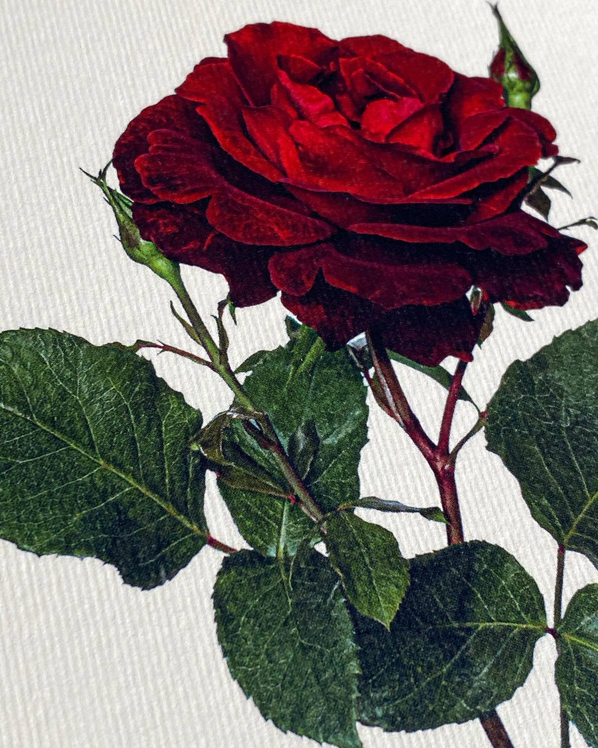 Canonbury Press - Wholesale Love Card - Red Rose Greeting Card | Birthday Card | Luxury Cards2