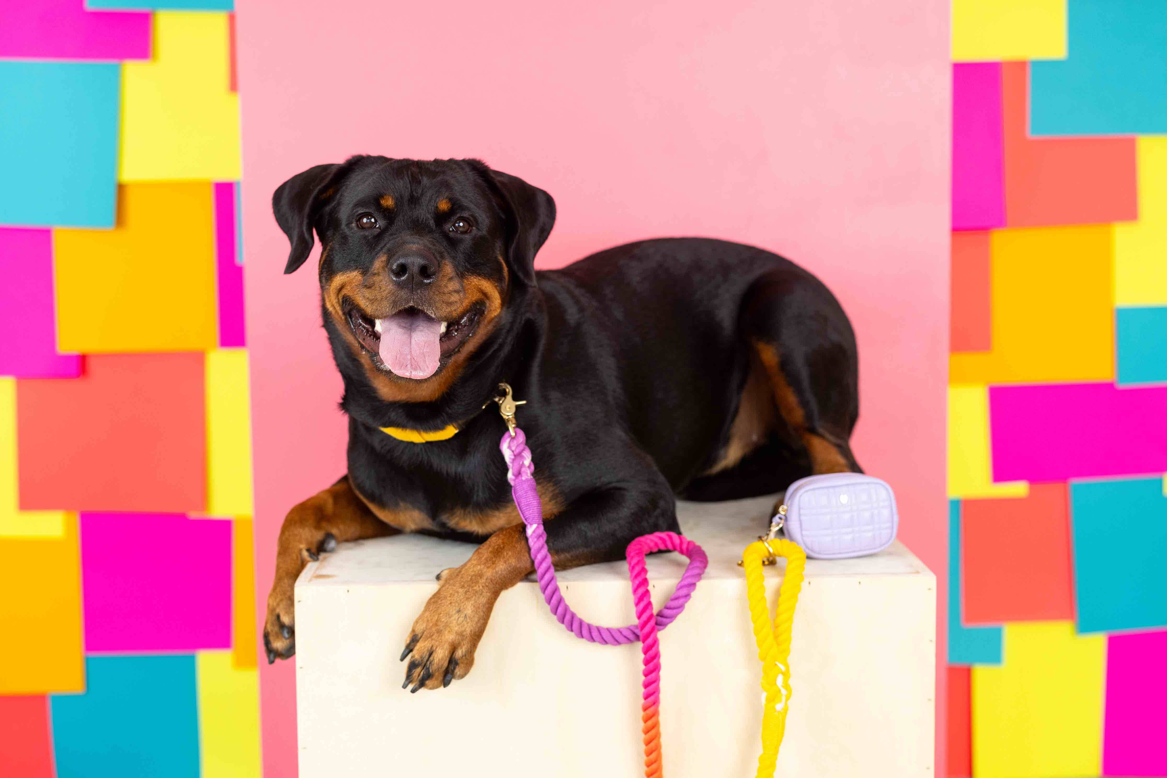 Pink Papyrus | Premium, Durable, & Stylish Dog Products – wholesale Pet poo bag dispenser – Ava Lilac Vegan Leather Poop Bag Dispenser And Treat Pouch6