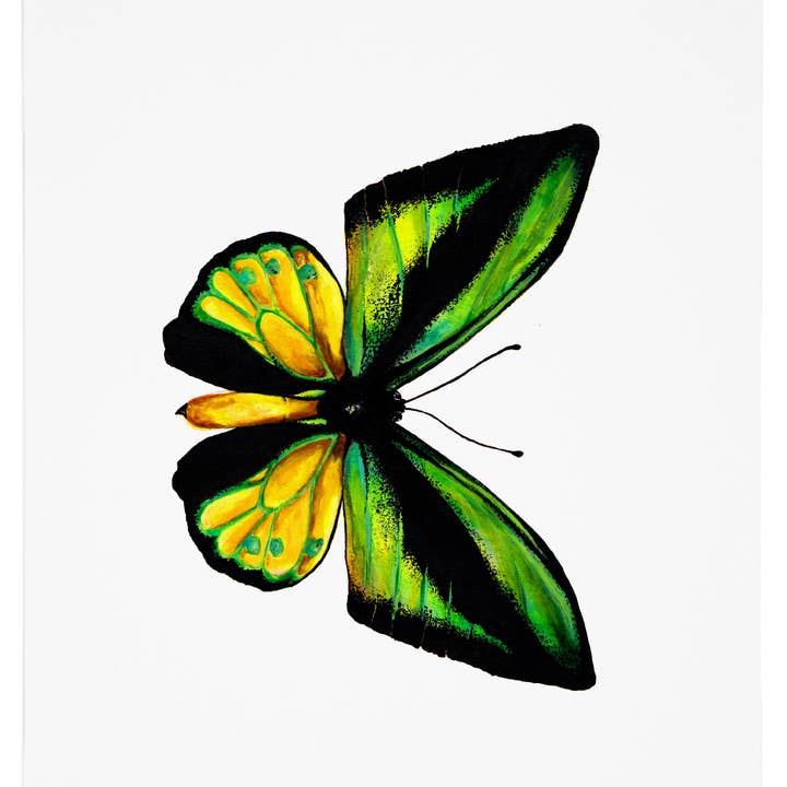 Butterfly 8 (Goliath Samson, ala di uccello), stampa artistica per la vendita all'ingrosso da parte di J6R6