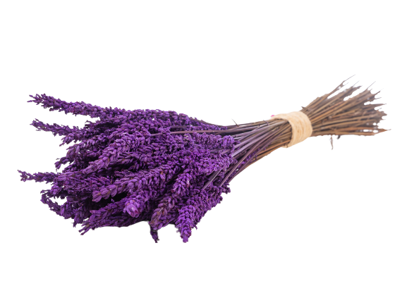 Concari.flores Preservadas - Wholesale Dried/Pressed Flowers - PRESERVED LAVENDER1