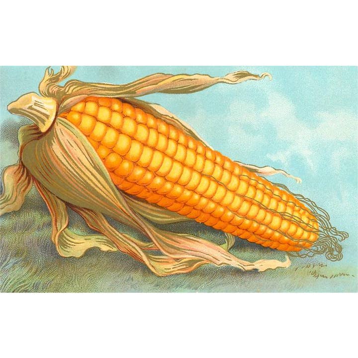 Found Image Press - Wholesale Sticker - Sticker FR-308 Ear of Corn
