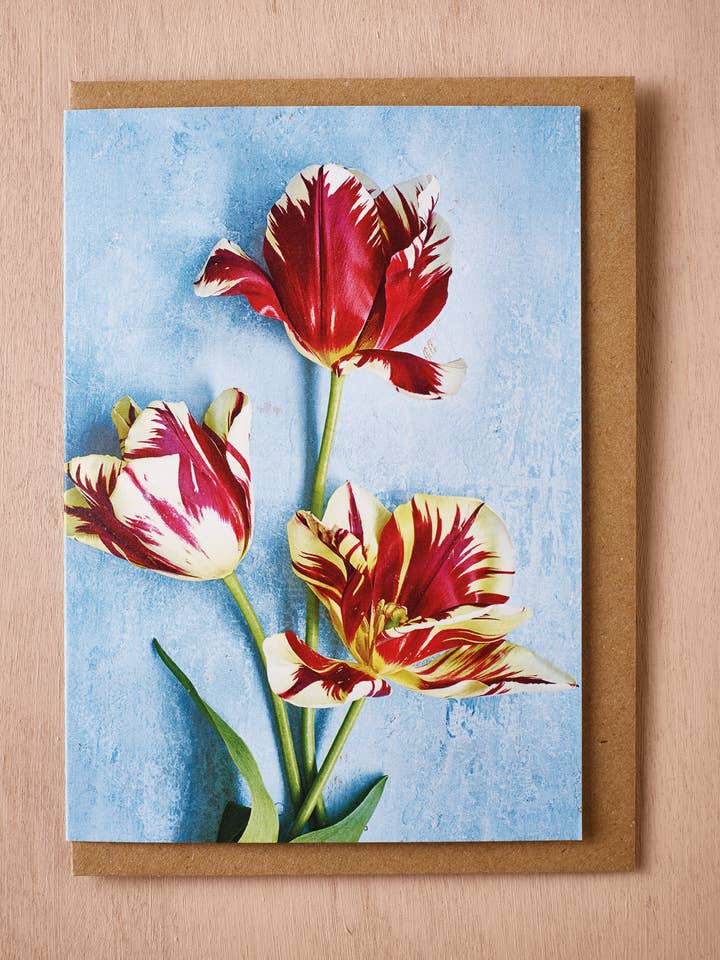 'Tulipa Grand Perfection' Greetings Card for wholesale by Jane Scott Flowers
