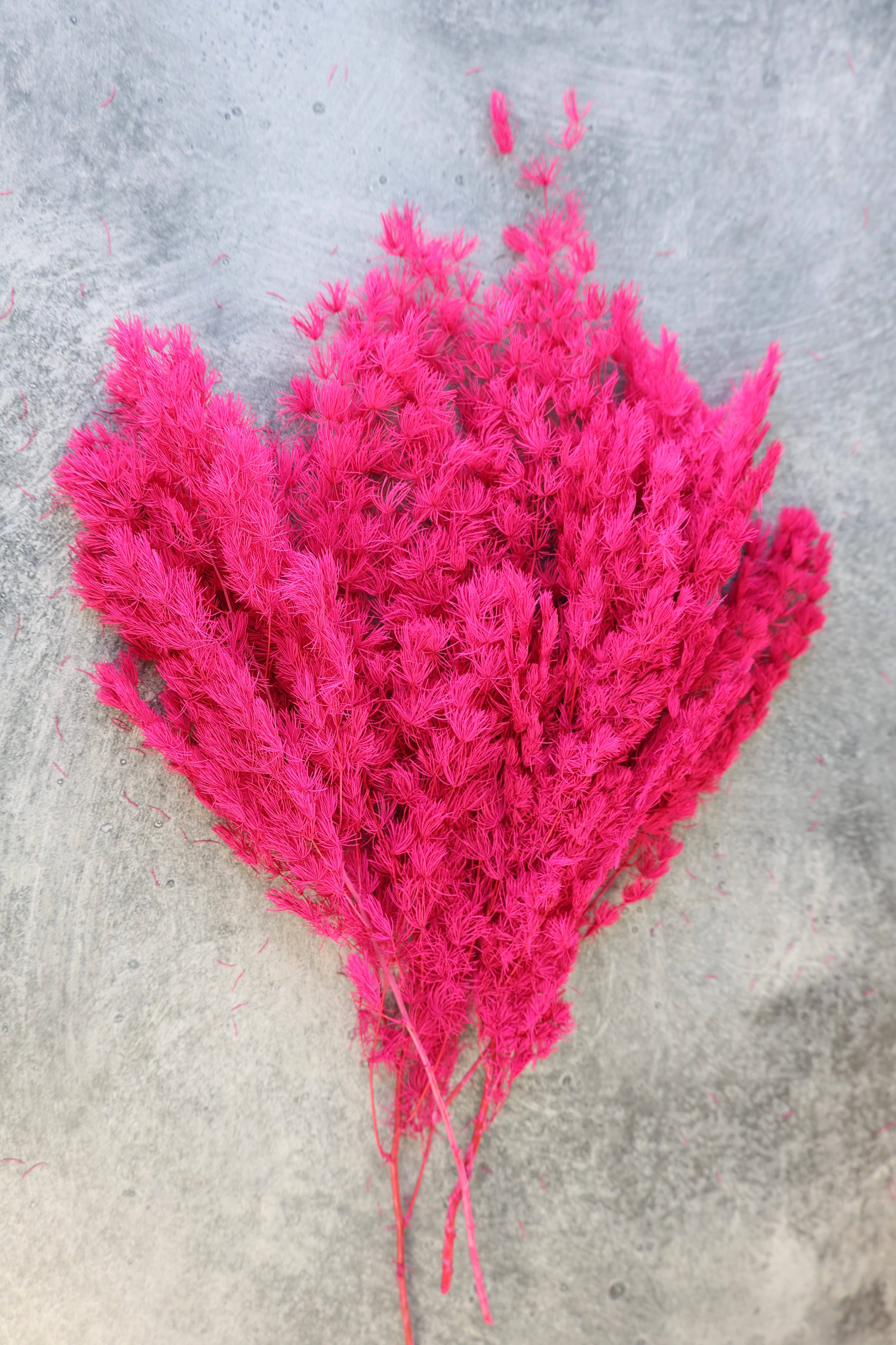 FlowerFantaSee - Wholesale Dried/Pressed Flowers - Preserved Ming Fern7