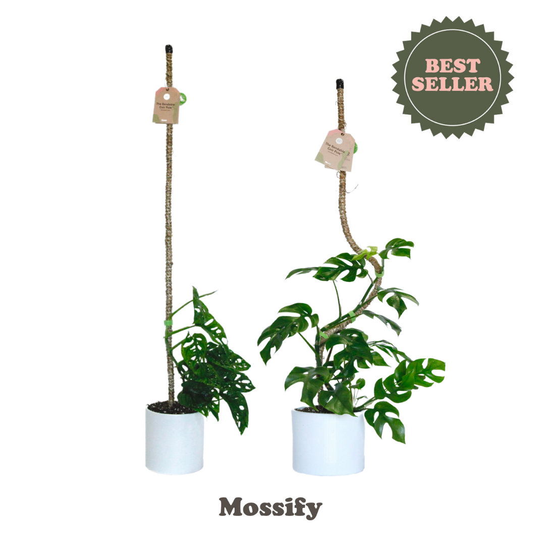 Mossify - Wholesale Trellis - Bendable Coir Pole™ – Flexible Plant Support for Tropicals5