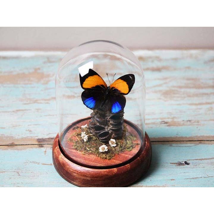 Dotted Glory butterfly in a dome for wholesale by Newman Art Designs