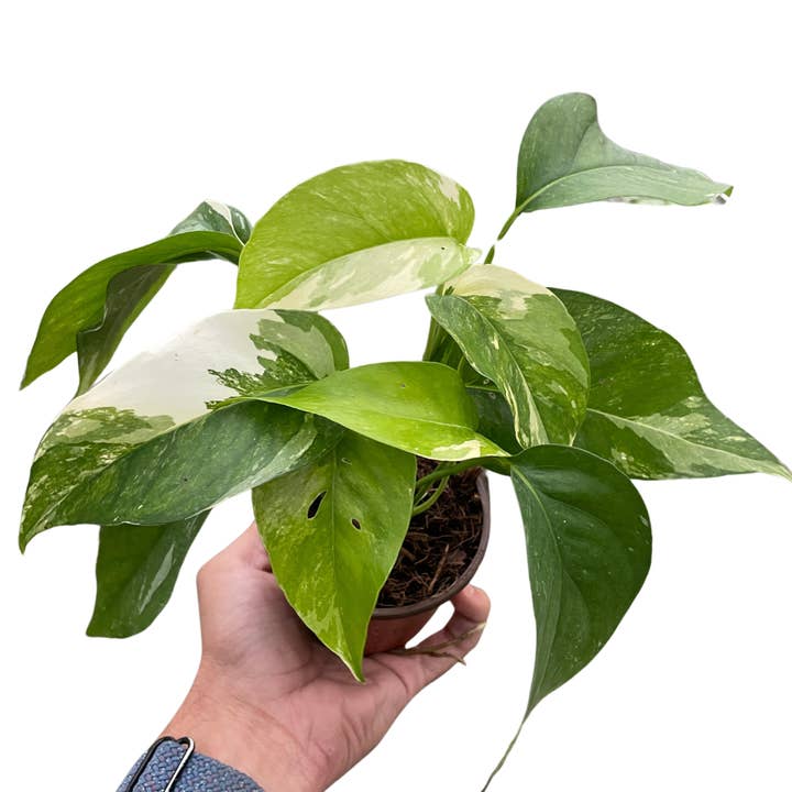 Pothos 'Albo Variegata' voor wholesale door Rooted Treasures Farms