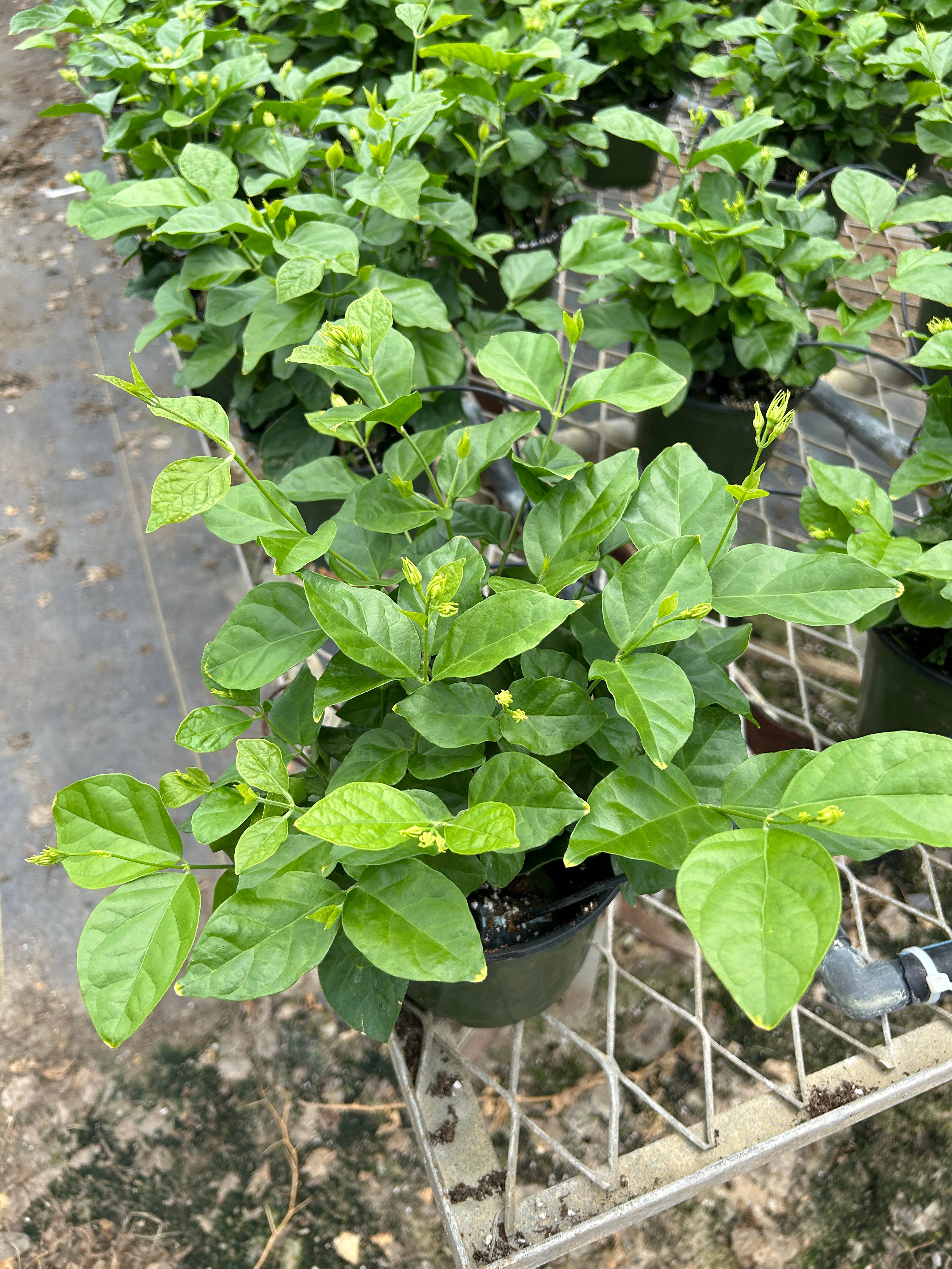 O F Nelson’s - Wholesale Live Plant - 6" Jasmine sambac 'Maid of Orleans'2