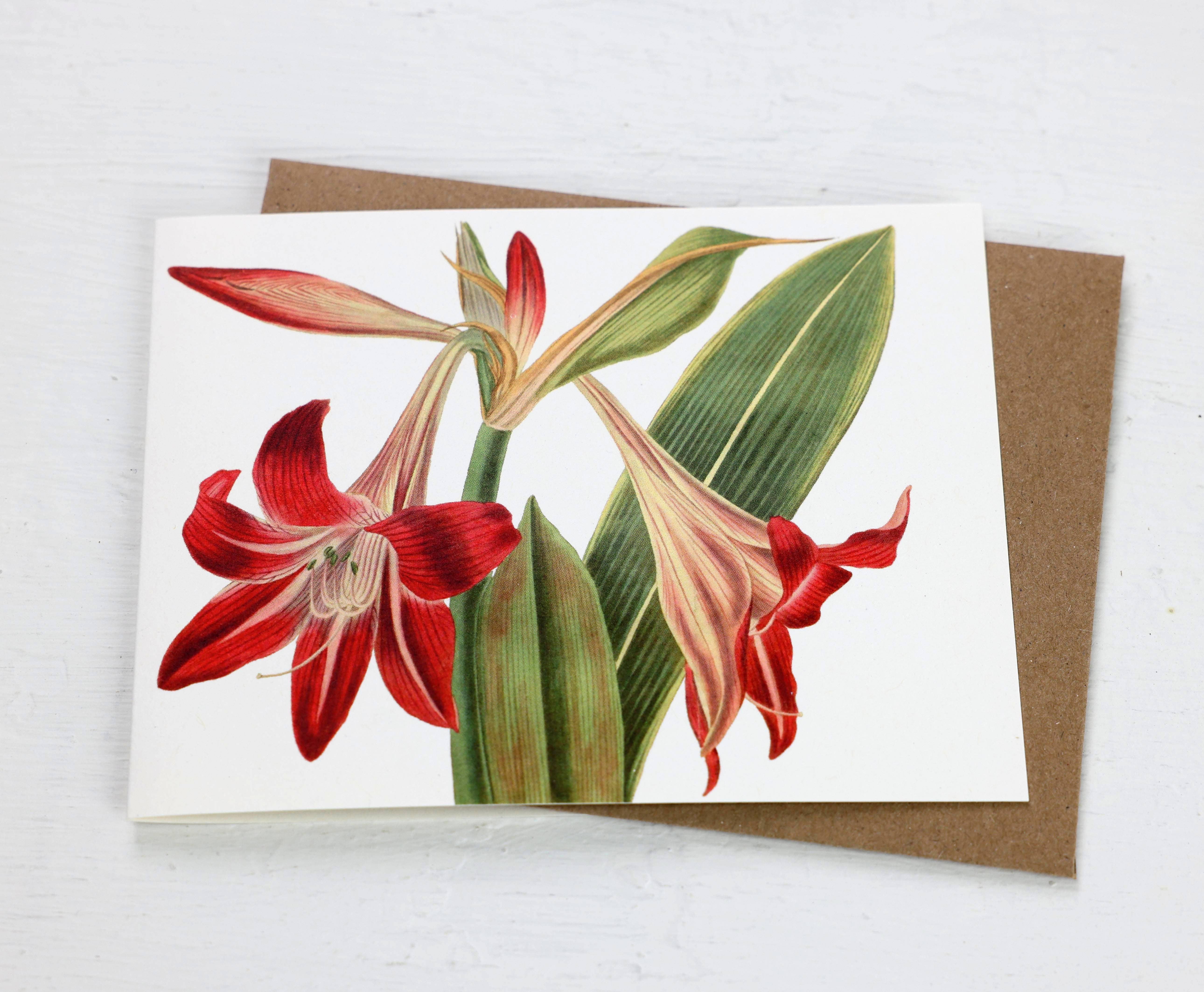 Fairhope Graphics – wholesale Vardagliga hälsningskort – Amaryllis-kort1