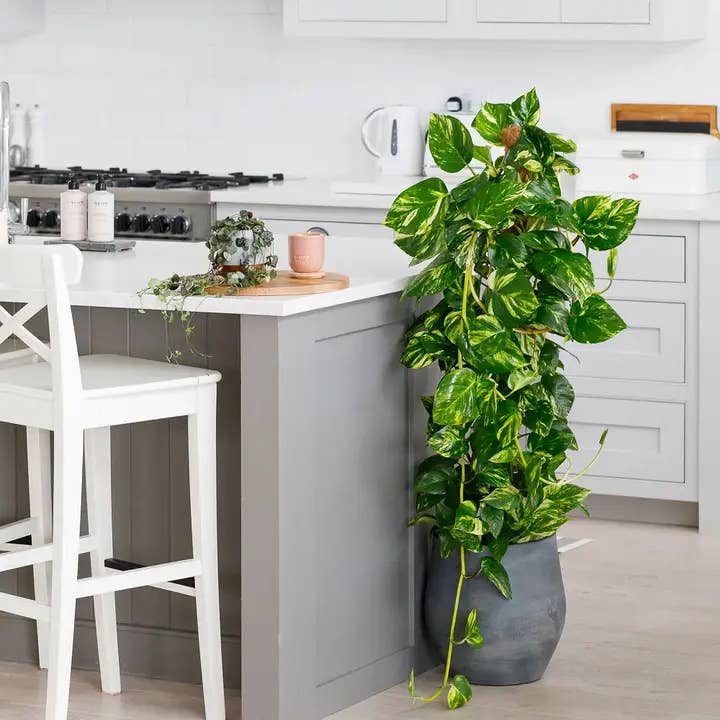 The Little Botanical – wholesale Live plant – XL Scindapsus (Moss Pole) in plant planter3