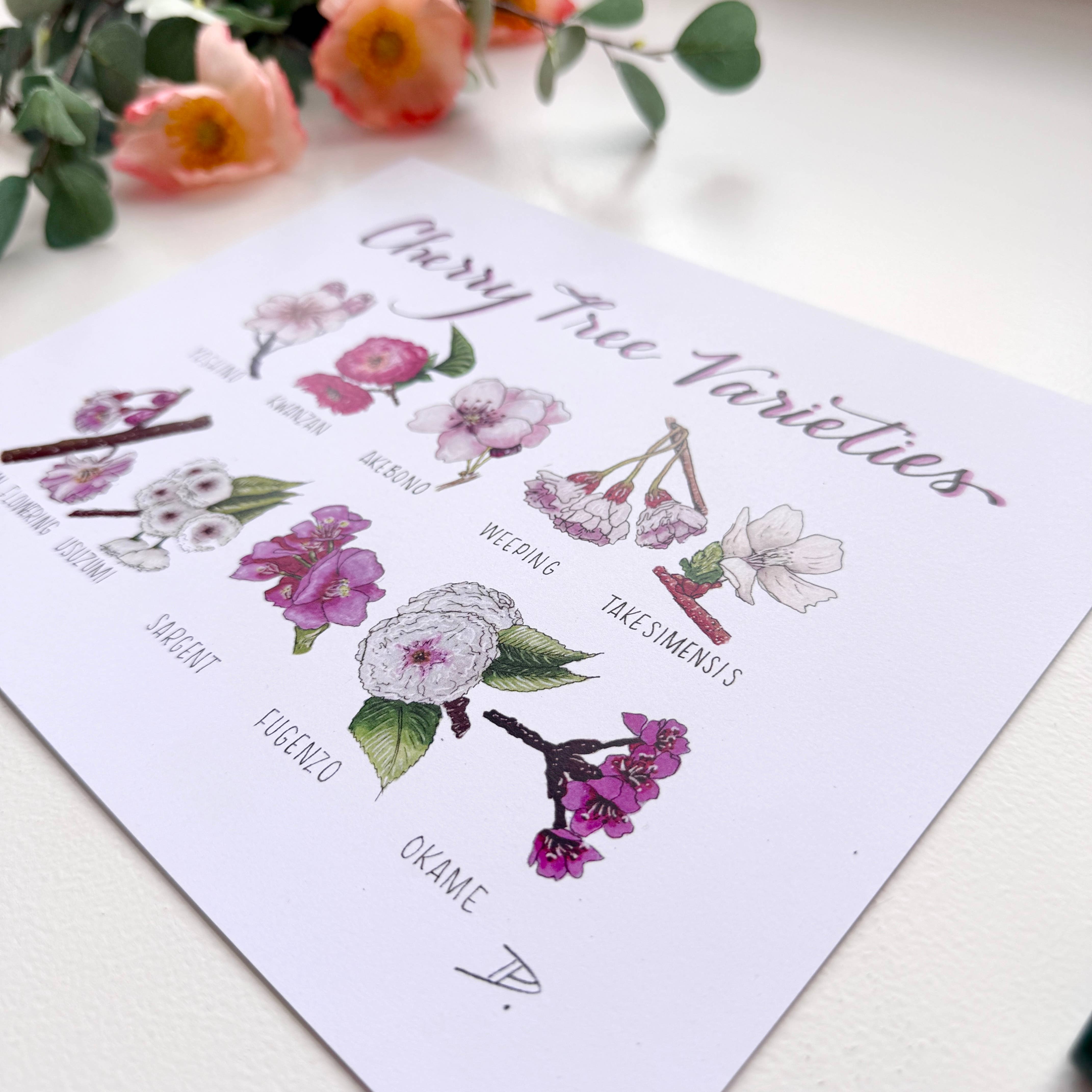 D. Prince Designs - Wholesale Art Print - Cherry Blossom Varieties | Recycled Card Stock Print2