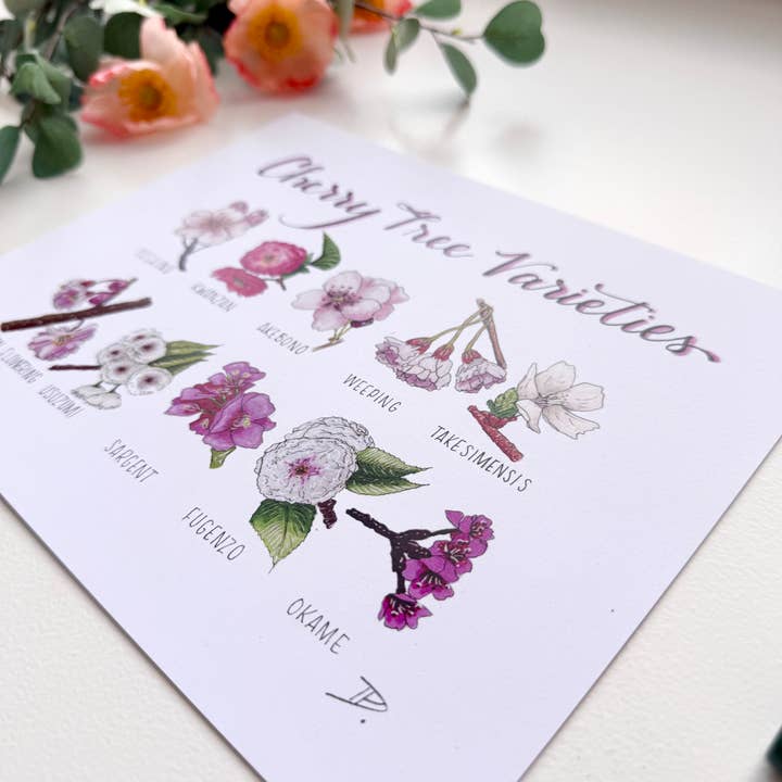 D. Prince Designs - Wholesale Art Print - Cherry Blossom Varieties | Recycled Card Stock Print2