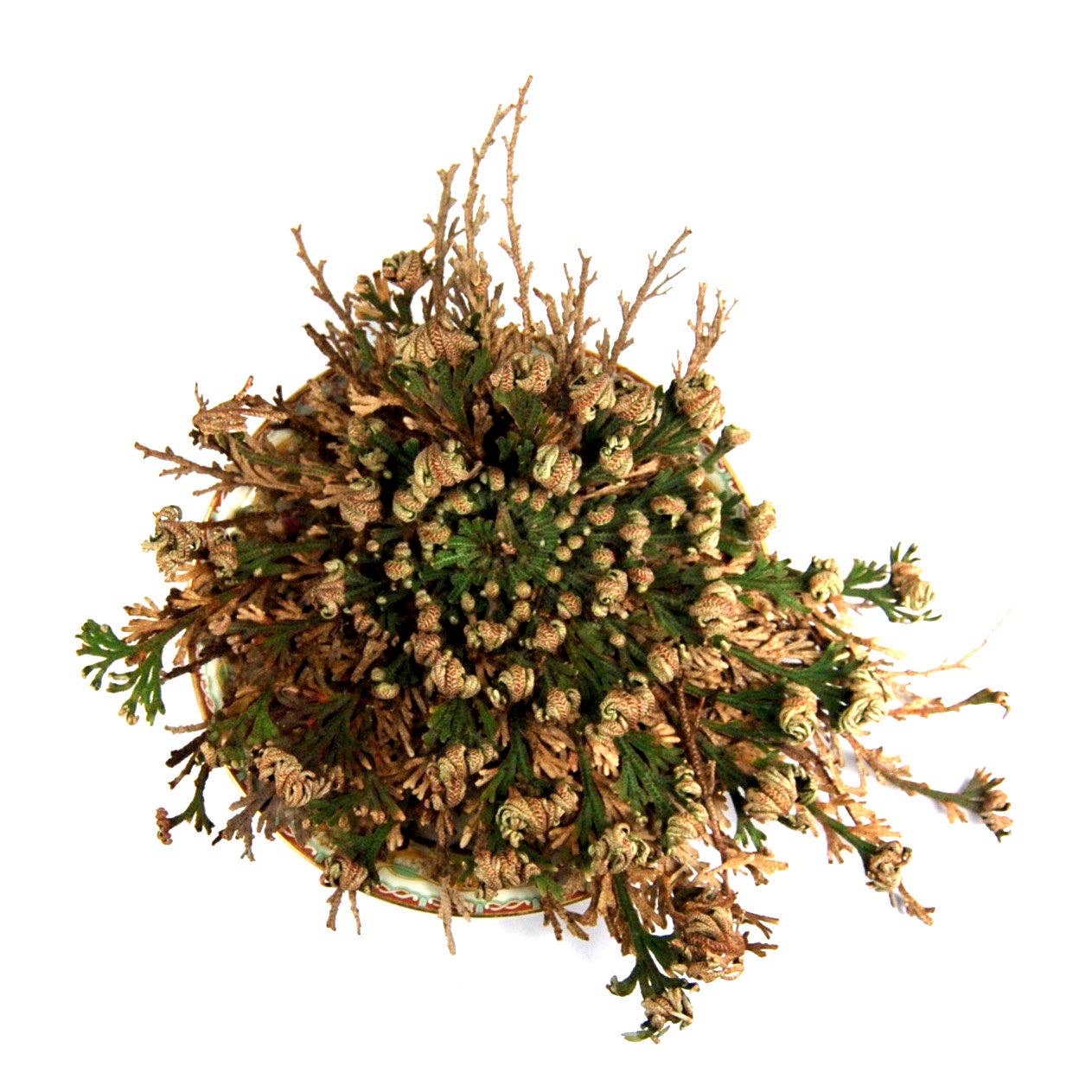 Caspar Curiosities - Wholesale Live Plant - Rose of Jericho Resurrection Plant, Selaginella Lepidophylla2