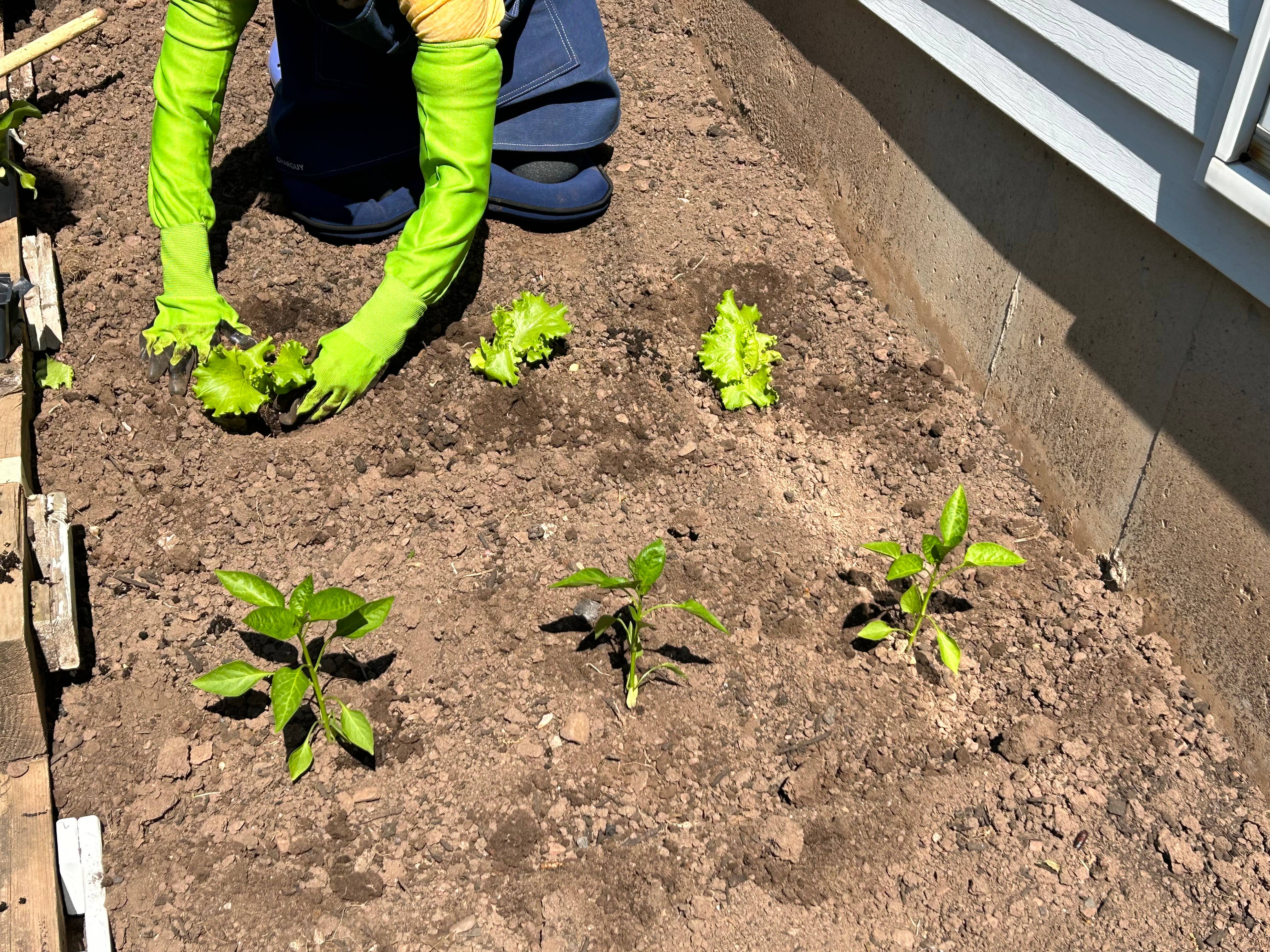 CharGuy Gear – Großhandel Gartenhandschuhe – Langarm-Arbeitshandschuhe für den Garten, Schutzhüllen12